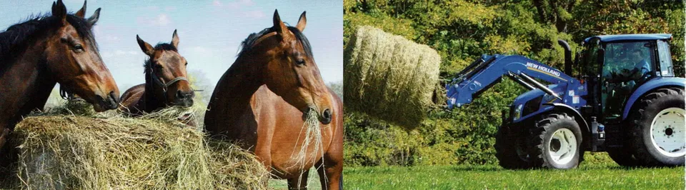 horse eating hay and tractor moving hay bale
