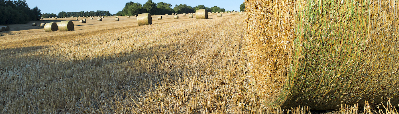 Round hay bales in a field